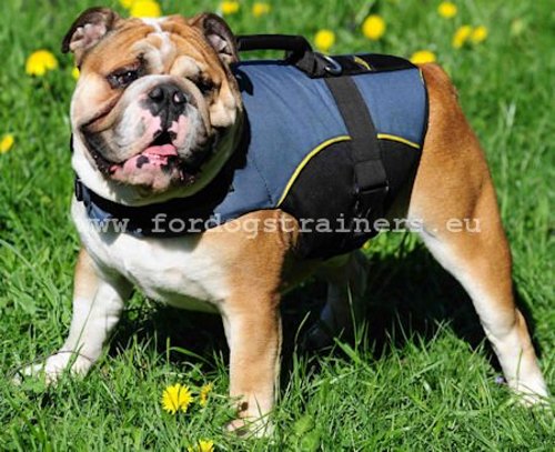 Outdoor nylon dog traking harness for English Bulldog - Click Image to Close