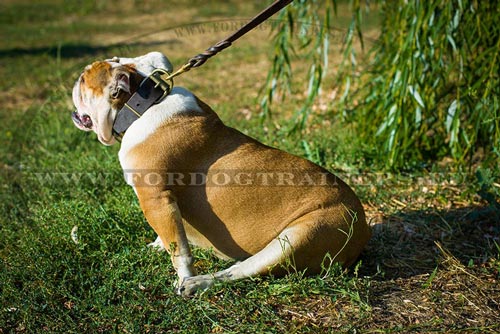Bulldog Collar with Brass Plates - Click Image to Close