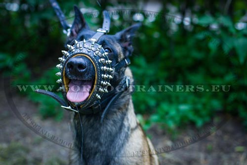 Dog Head Collar with Spikes for Malinois - Click Image to Close