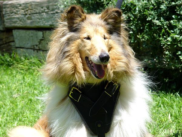 Protection/Attack Leather Dog Harness H1for Collie - Click Image to Close