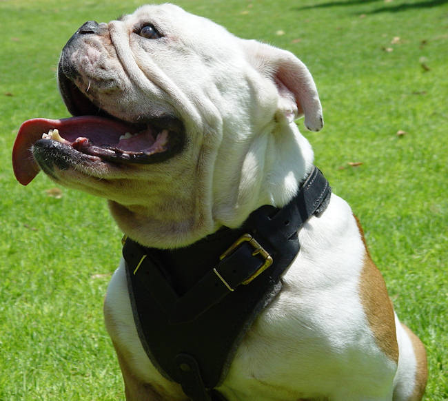 Protection Leather Dog Harness for English Bulldog - Click Image to Close