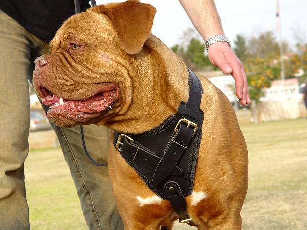 Protection/Attack Leather Dog Harness H1for Dogue de Bordeaux - Click Image to Close