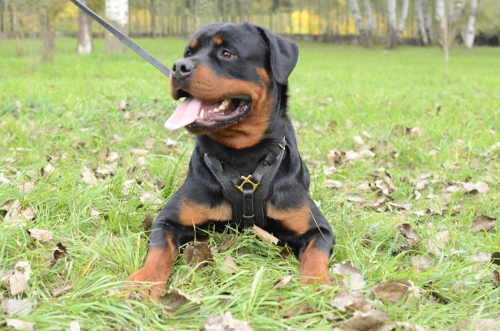 Rottweiler Luxury Handcrafted Padded Leather Harness H10 - Click Image to Close