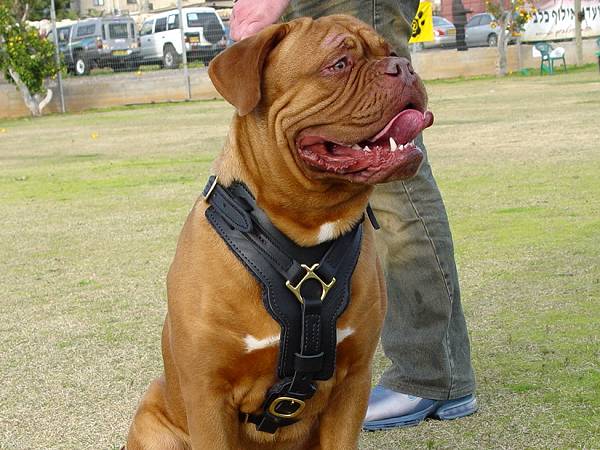 Dogue de Bordeaux Luxury Handcrafted Padded Leather Harness - Click Image to Close