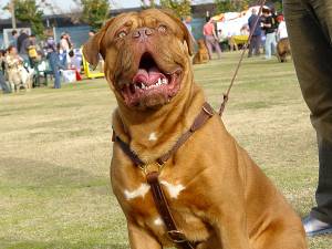 Dogue De Bordeaux Luxury Handcrafted Leather Large Harness H7 - Click Image to Close