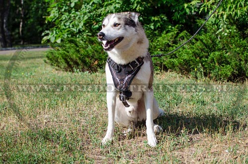 West Siberian Laika Painted Leather Harness Super Style - Click Image to Close