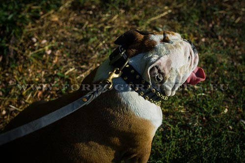 Leather Collar for English Bulldog with Two Rows of Spikes - Click Image to Close