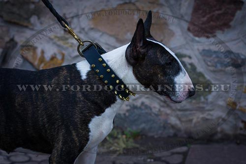 Spiked Dog Collar for Bull Terrier - Click Image to Close