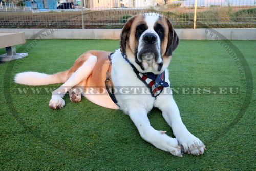 St Bernard Dog Harness "American Pride" Painting - Click Image to Close