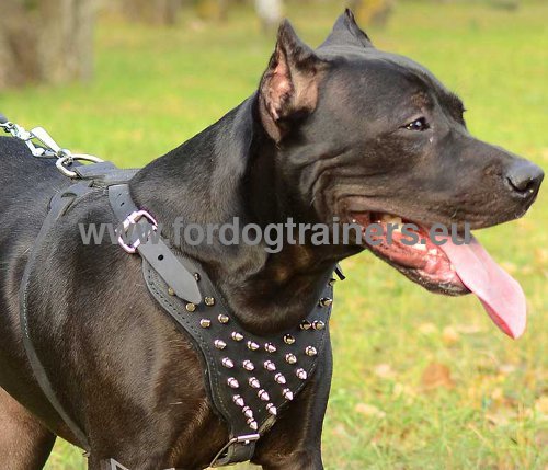 Leather Harness for Pitbull with Spikes ➣ - Click Image to Close