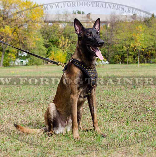 Belgian Malinois Luxurious Spiked Harness ☀ - Click Image to Close