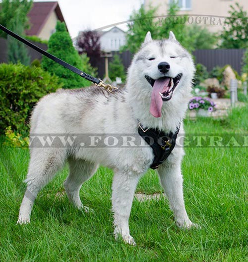 Best harness best sale for husky