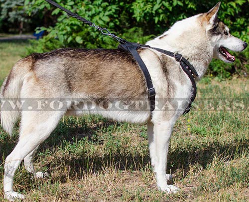 Dog Harness Durable with Pyramids for Husky ❤ - Click Image to Close