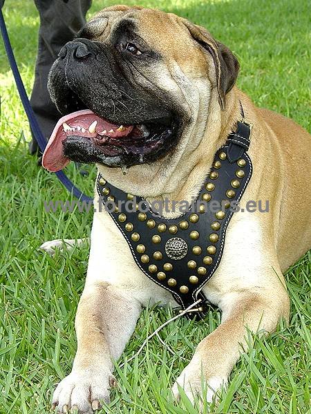 Bullmastiff Royal Dog Studded Leather Harness ▼ - Click Image to Close