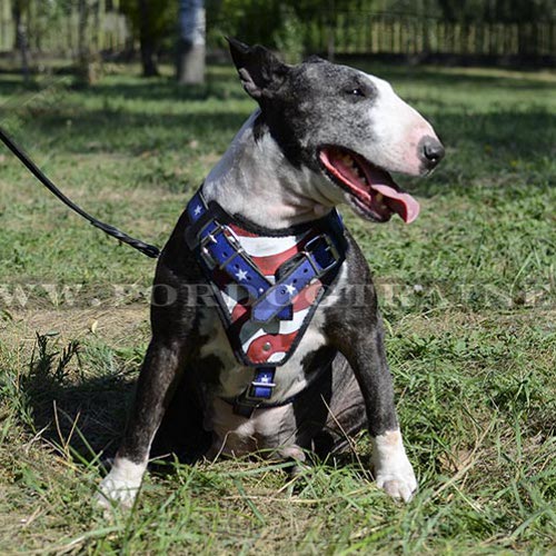 Harness Painted with USA Flag Picture ✔ - Click Image to Close