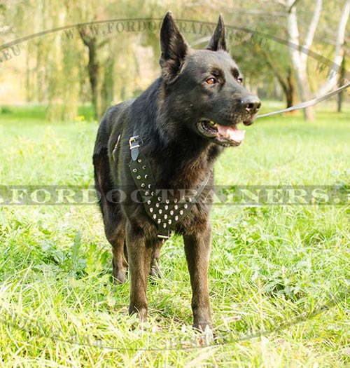 Spiked Dog Harness Special for German Shepherd ✤ - Click Image to Close