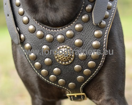 Classy Leather Harness for Pitbull ◉ - Click Image to Close