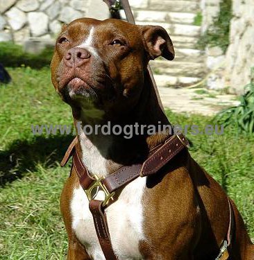Handcrafted Leather Tracking Harness for Pitbull ⚠ - Click Image to Close