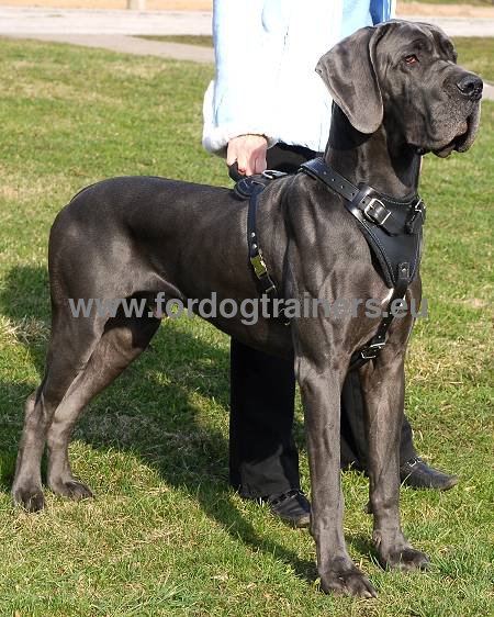 Protection/Attack Leather Harness for Great Dane ⚑ - Click Image to Close