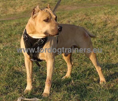 Solid Leather Dog Harness for Amstaff ✪ - Click Image to Close