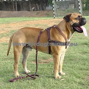 Bullmastiff Tracking, Pulling, Walking Leather Dog Harness - Click Image to Close