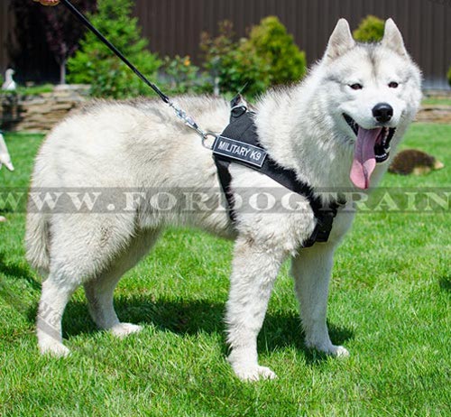 Tracking Harness in Nylon for Husky and Akita ⚑ - Click Image to Close