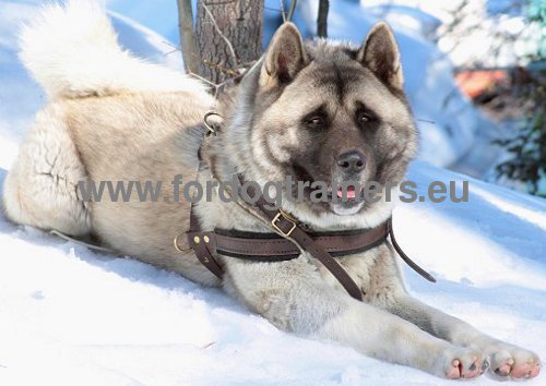 Husky Tracking, Pulling, Walking Leather Dog Harness ✻ - Click Image to Close