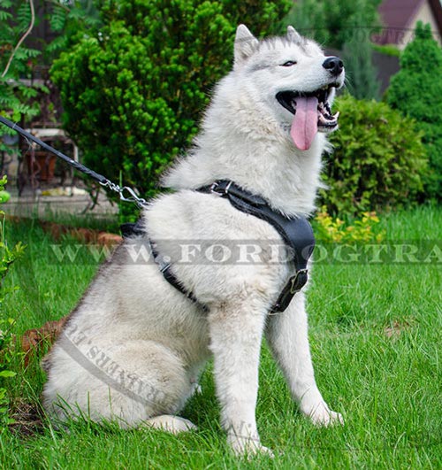 Siberian Husky Professional Education Harness ⚐ - Click Image to Close