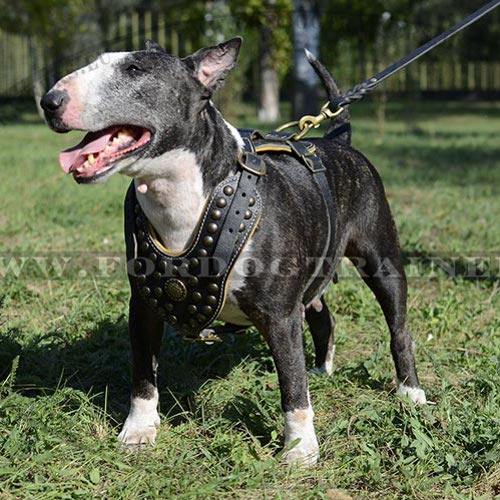 Padded Dog Harness Royal | Studded Harness 2023 ♕ - Click Image to Close