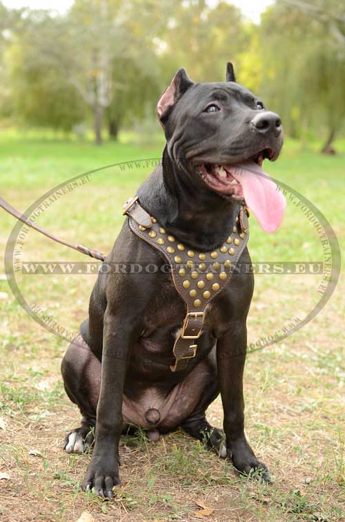 Studded Dog Leather Harness for Pitbull ➽ - Click Image to Close