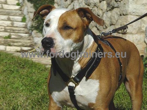 Luxury Handcrafted Leather Large Harness for Amstaff ❖ - Click Image to Close