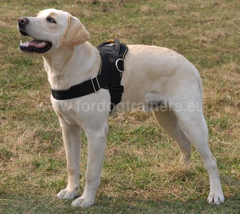 Labrador Nylon multi-purpose dog harness H6 - Click Image to Close