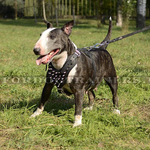 Spiked leather dog harnesses for Bull Terrier - Click Image to Close