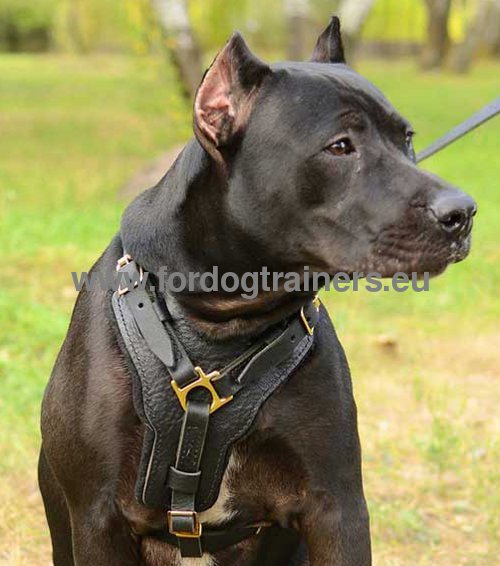 Pitbull Leather Handcrafted Padded Harness ▼ - Click Image to Close