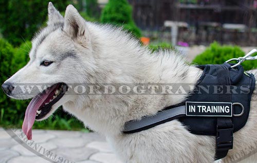 Harness with Reflective Strap for Husky and Akita ➤ - Click Image to Close
