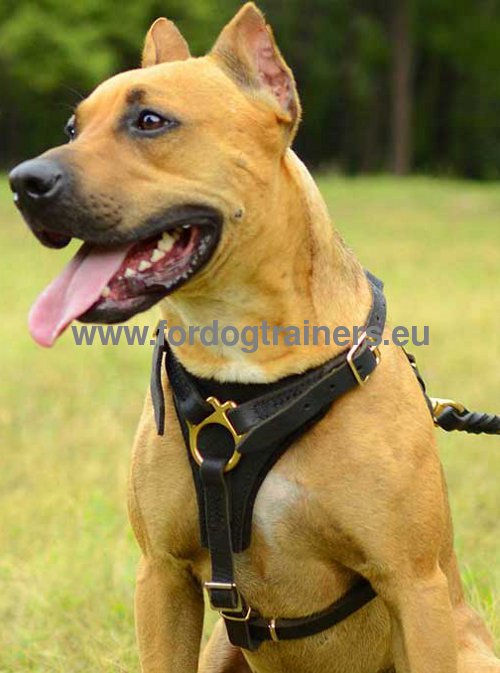 Tracking Walking Leather Dog Harness for American Pitbull ★ - Click Image to Close