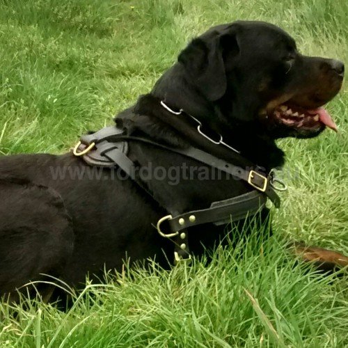 Rottweiler Tracking Harness Easy Pulling and Walking - Click Image to Close