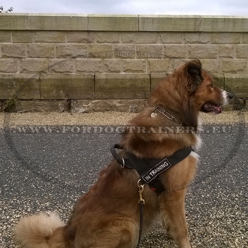 Multifunctional Nylon Harness for Collie - Click Image to Close