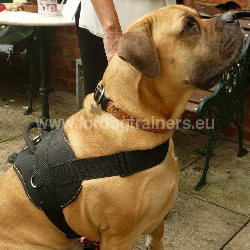 Any Weather Nylon Harness for Mastiff - Click Image to Close