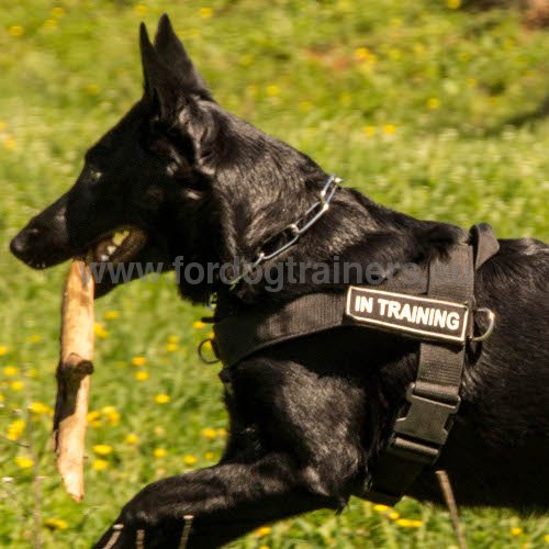 Tracking Harness in Nylon for Your Dog. K9 Best Harness! - Click Image to Close