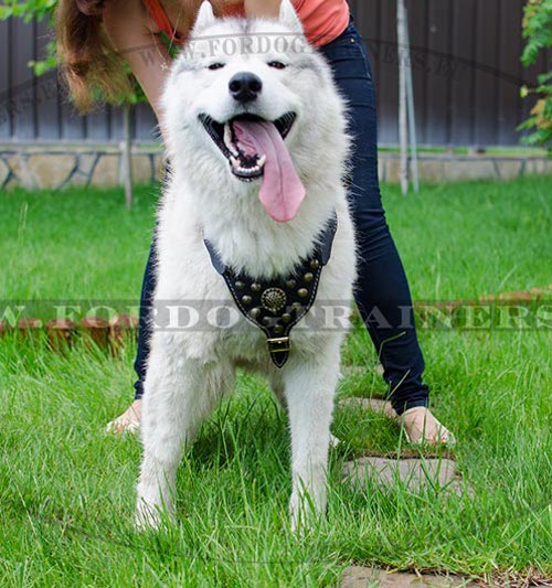 Excellent Studded Harness Royal for Husky and Akita ❤ - Click Image to Close