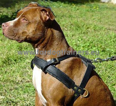 Pitbull Tracking and Pulling Leather Harness ⚑ - Click Image to Close