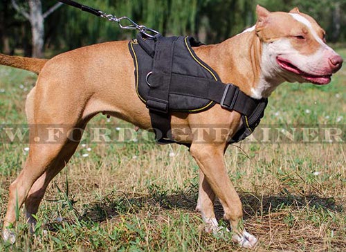 Dog Harness Nylon Padded for Pibull ⚑ - Click Image to Close