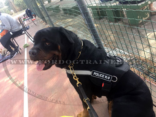 Nylon Training Harness with Patches for Rottweiler ⚅ - Click Image to Close