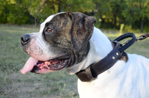 Leather Collar with Handle for American Bulldog Dog Training - Click Image to Close