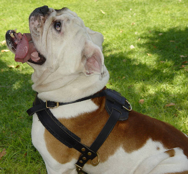 English Bulldog Tracking /Pulling/Walking Leather Dog Harness - Click Image to Close