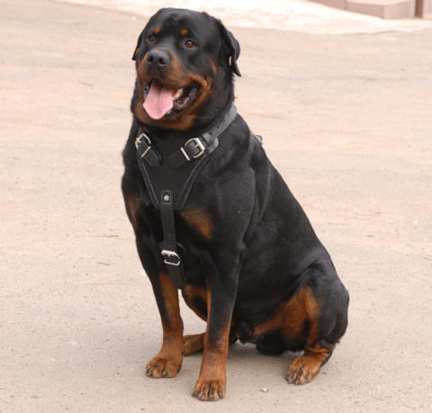 Large Leather Dog Harness for Rottweiler Online - Click Image to Close