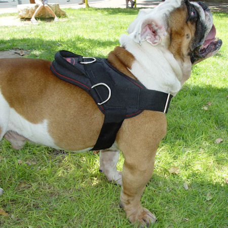 English Bulldog Nylon Multi-purpose Harness - Click Image to Close