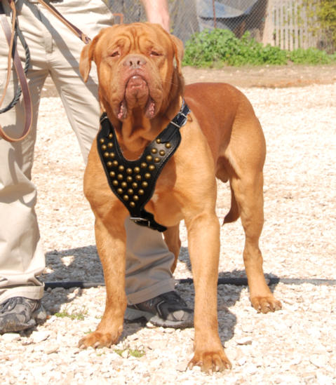 Dogue De Bordeaux Studded Walking Dog Leather Harness - Click Image to Close