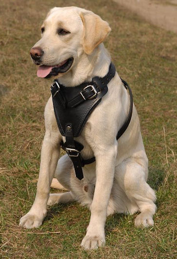 Protection/Attack Leather Dog Harness H1for Labrador - Click Image to Close